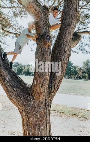 Brothers climbing on pine tree in public park Stock Photo