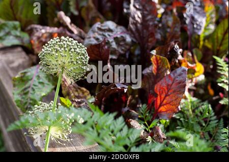 Beets and allium flowers growing in autumn vegetable garden Stock Photo
