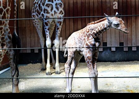 NO FILM, NO VIDEO, NO TV, NO DOCUMENTARY - A six day-old baby giraffe peers out at guests visiting the Milwaukee County Zoo on Tuesday, Sept. 22, 2015 in Milwaukee, Wis, USA. After an online voting process, the giraffe was named 'Tafari,' a word of African origin meaning 'he who inspires awe.' Photo by Angela Peterson/Milwaukee Journal Sentinel/TNS/ABACAPRESS.COM Stock Photo