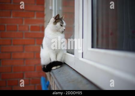 Curious white cat sitting on the windowsill and pry into window Stock Photo