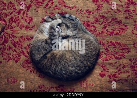 Cat sleeping on bed at home Stock Photo