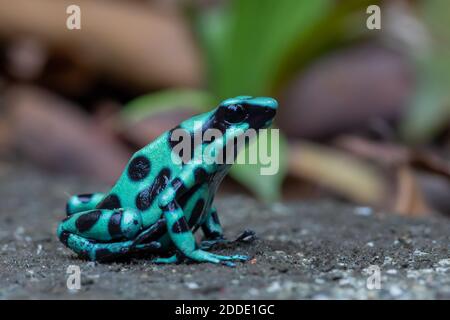 Frog perspective picture of a black-and-green poison dart frog in Costa Rica Stock Photo