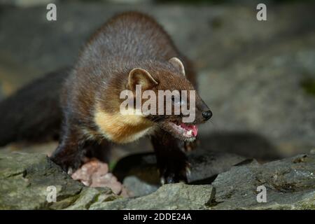 Pine marten (Martes martes) on rocks at night Stock Photo