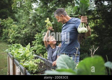 Happy father and son harvesting root vegetables from raised bed in garden Stock Photo