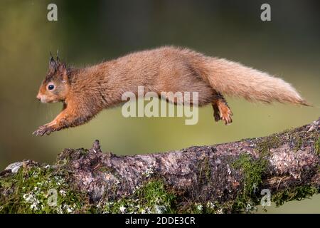 View of squirrel jumping on branch