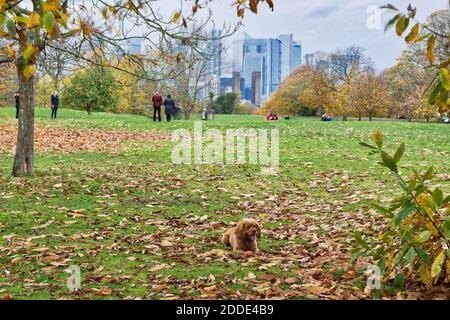 Poppy dog waiting for owner out for essential daily outdoor exercise in Greenwich park overlooking Financial centre in Canary Wharf, London Stock Photo