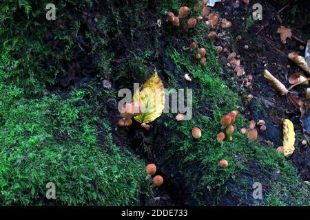 Small mushrooms growing on mossy forest floor Stock Photo