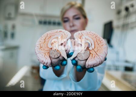 Scientist showing halves of artificial human brain part while standing at laboratory Stock Photo