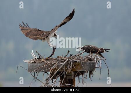 A mother osprey bringing a fish to her offspring on a nest box.  Buffalo Valley, Grand Teton National Park, Wyoming, USA. Stock Photo