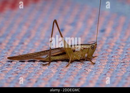 Long-horned Meadow Katydid of the species Conocephalus saltator Stock Photo