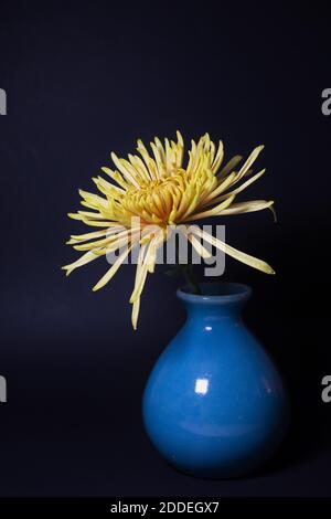 A single yellow chrysanthemum flower in a blue vase. Stock Photo