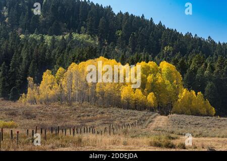 Quaking aspen trees in fall color and an evergreen forest of lodgepole pines in Idaho. Stock Photo