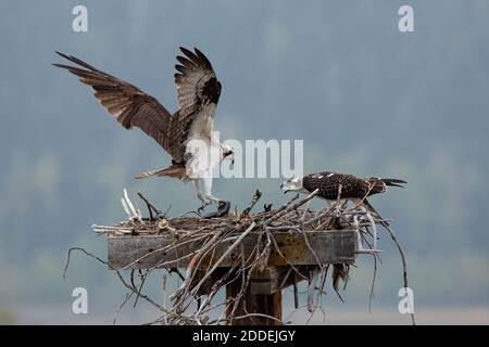 A mother osprey bringing a fish to her offspring on a nest box.  Buffalo Valley, Grand Teton National Park, Wyoming, USA. Stock Photo