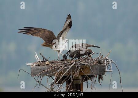 A mother osprey bringing a fish to her offspring on a nest box.  Buffalo Valley, Grand Teton National Park, Wyoming, USA. Stock Photo