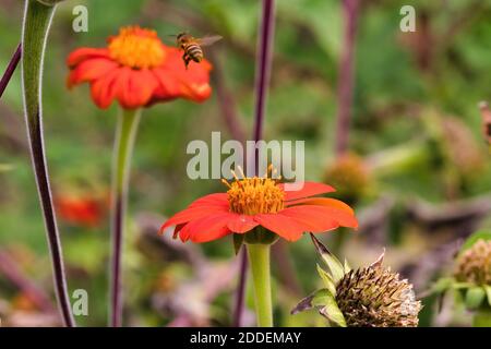 Honey bee flying from one bright orange flower to another bright orange flower. Stock Photo