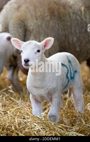 White faced new born Lleyn lambs with ewes on a farm at lambing time, UK Stock Photo