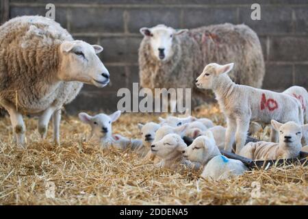 White faced new born lambs with ewes on a farm at lambing time in spring, North Yorkshire, England, UK Stock Photo
