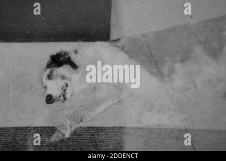 Fine 1970s vintage black and white photography of a beautiful and fun dog. Stock Photo