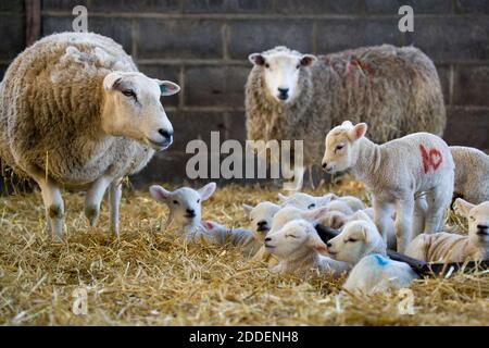White faced new born lambs with ewes on a farm at lambing time in spring, North Yorkshire, England, UK Stock Photo