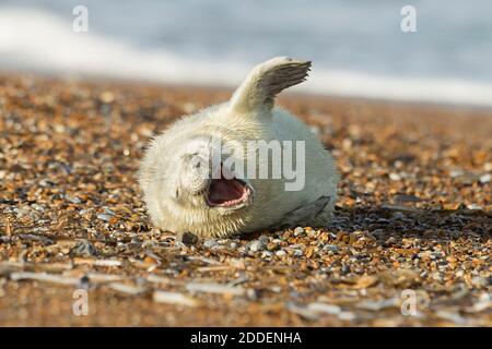 Newborn baby seal plays around on the gravel beach during the breeding season at Blakeney Point in Norfolk. Stock Photo