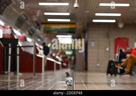 Uniondale, USA. 24th Nov, 2020. Two days before Thanksgiving, which is usually one of the busiest travel times in the United States, a pigeon walks around the lower level of The Port Authority Bus Terminal as few commuters wait for buses, in New York, NY, November 24, 2020. The Centers for Disease Control and Prevention (CDC) has recommended that people not travel for the holidays due to the surge in COVID-19 infections across the country, yet many are choosing to do so despite the warning. (Anthony Behar/Sipa USA) Credit: Sipa USA/Alamy Live News Stock Photo