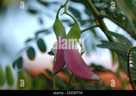 close up image of Pink Turi (Sesbania grandiflora) flower is eaten as a vegetable and medicine. The leaves are regular and rounded. The fruit is like Stock Photo