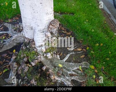 Wild tree roots above ground. Stock Photo