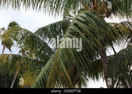 Palm tree leaves on a windy day Stock Photo