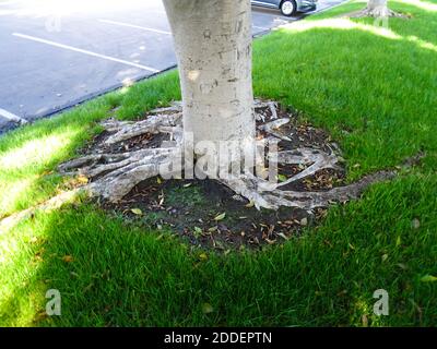 Wild tree roots above ground. Stock Photo