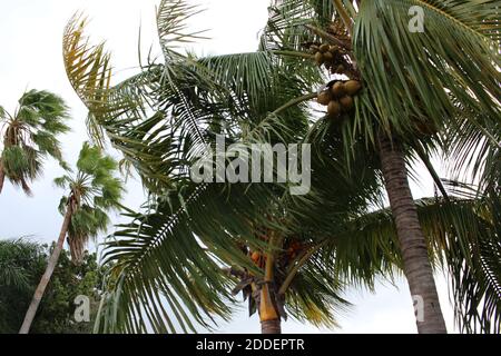 Palm tree leaves on a windy day Stock Photo