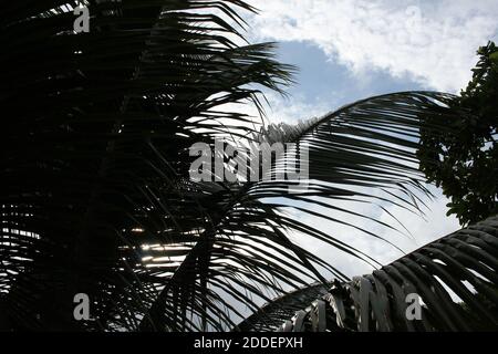 Palm trees on a nice day Stock Photo