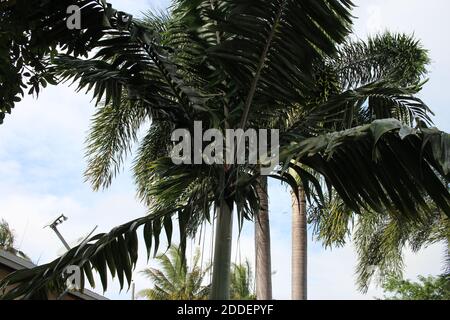 Palm trees on a nice day Stock Photo