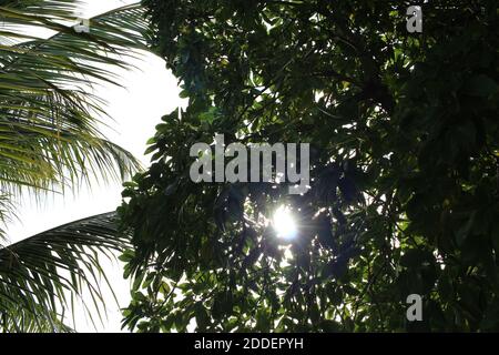 Sun breaking through the trees Stock Photo