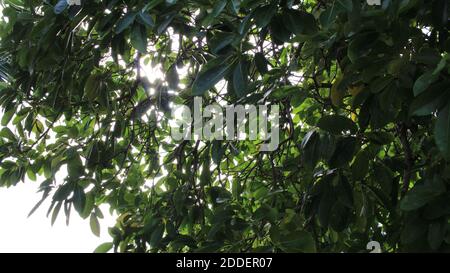 Sun breaking through the trees Stock Photo