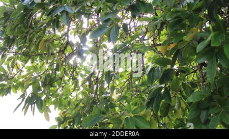 Sun breaking through the trees Stock Photo