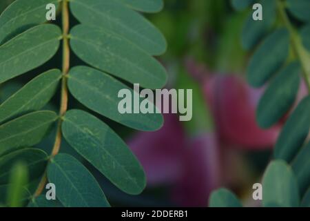 close up image of turi leaves (Sesbania grandiflora), The leaves are regular and rounded. Stock Photo