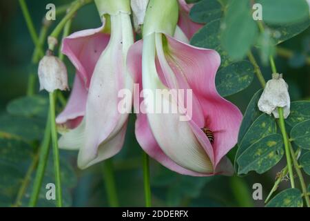 defocuse close up image of Pink Turi (Sesbania grandiflora) flower is eaten as a vegetable and medicine. The leaves are regular and rounded. The fruit Stock Photo