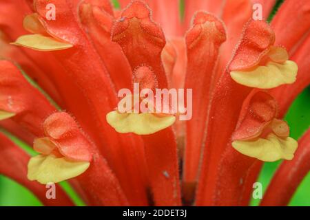 Miami Florida,Coral Gables Fairchild Tropical Botanic Gardens,orange yellow flower plant detail, Stock Photo