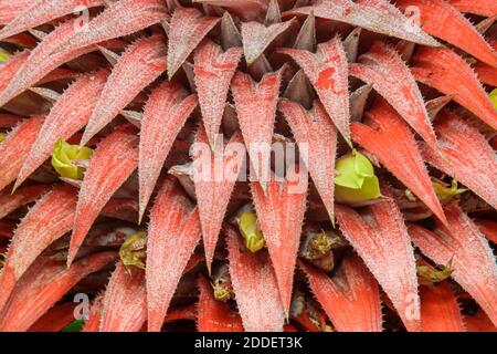 Miami Florida,Coral Gables Fairchild Tropical Botanic Gardens,orange yellow flower plant detail, Stock Photo