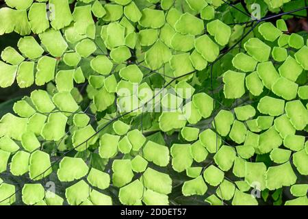 Miami Florida,Coral Gables Fairchild Tropical Botanic Gardens,green leaves plant detail, Stock Photo