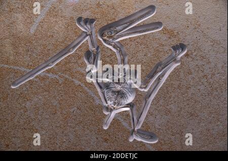 Pterodactylus fossil at the Field Museum in Chicago Stock Photo