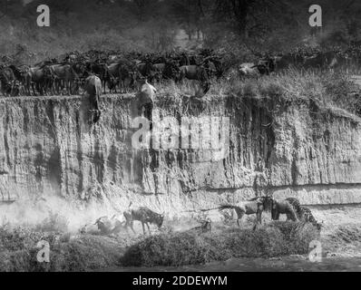 Gnu jumping and falling from high river bank during migration - Tanzania Stock Photo