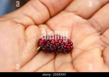 Mulberry In Palm Stock Photo