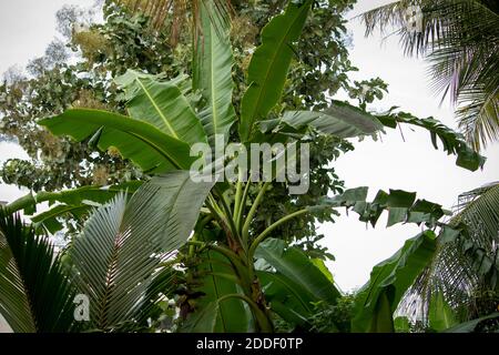Huge leaves of banana trees in a plantation, Tamil Nadu, India Stock Photo