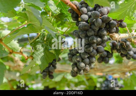 Ripening red grapes in countryside vineyard for red wine Stock Photo