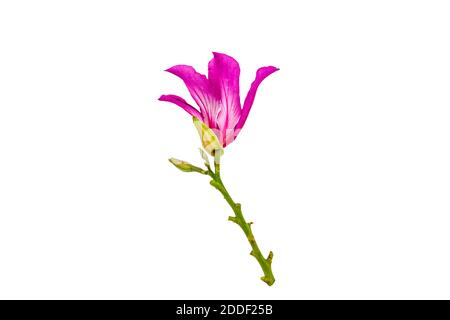 Closed up pink Bauhinia purpurea isolate flower or Butterfly Tree, Orchid Tree, isolated on white background.Saved with clipping path. Stock Photo