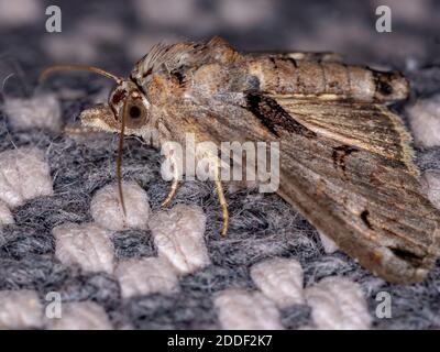 Euteliid Moth of the Family Euteliidae Stock Photo