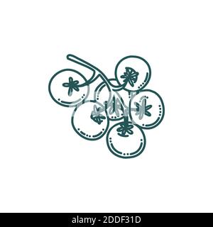 Tomato in doodle style. Bunch of tomatoes isolated in white background. Doodle vector illustration Stock Vector