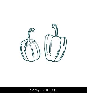 Peppers in doodle style. Two peppers isolated in white background. Doodle vector illustration Stock Vector