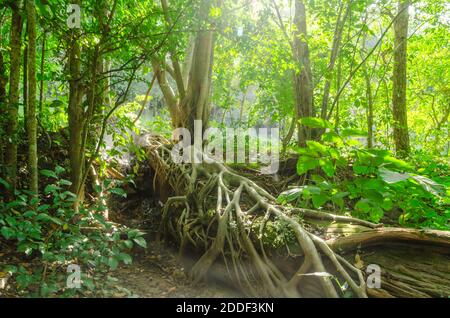 Tree roots in forest and fairfax light from the sun Stock Photo